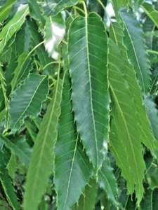 12 SAWTOOTH OAK ACORNS - Quercus acutissima - Picture 1 of 9