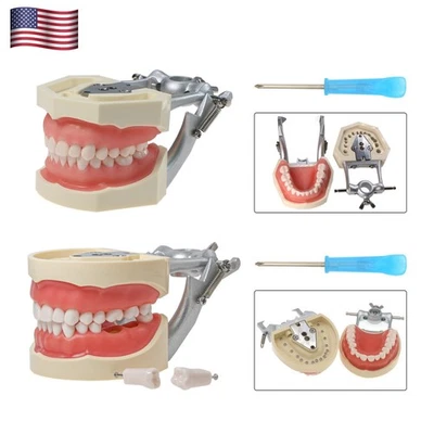 Modelo de dientes tipodonte dental tipo 200/500 Fit Kilgore NISSIN con dientes extraíbles Foto 1 de 4