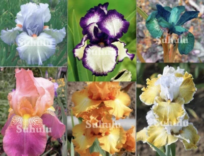 25pc IRIS SEEDS Garden Plant Flower rare exotic bloom USA seller FREE shipping - Image 1 of 4