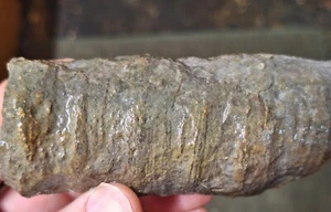 Cuerno fósil muy grande coral rugoso - Devónico - Michigan - Imagen 1 de 6