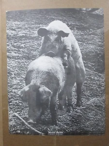 makin' bacon 1970's Peace make LOVE not war Black White Poster Pigs in#G1778 - Picture 1 of 5