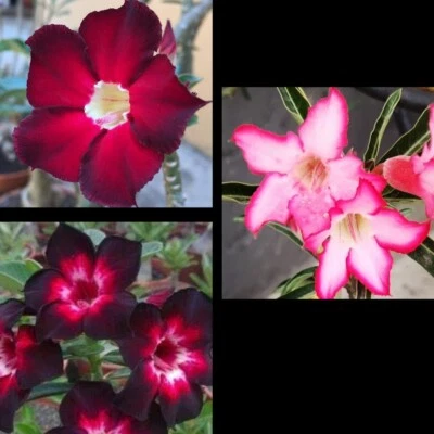 3 Rosa Del Desierto Adenium Obesum - Image 1 of 3