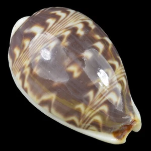 CYPRAEA (Palmadusta) DILUCULUM (Zanzibar Isl., Tanzania) 25.6mm #47693 - Picture 1 of 4