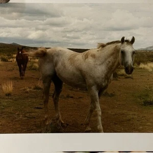 Janine Gordon Photograph 20x24" C-print Edition 2 Horses Marfa Texas Signed - Picture 1 of 6