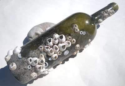 Sea Glass, Wine Bottle with Barnacles on it - Image 1 of 4