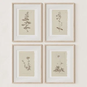 Wall Art Botanical Plant Prints | Vintage Flower Boho Minimalist Floral Artwo... - Picture 1 of 6