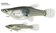 10 LIVE GAMBUSIA MOSQUITO FISH 6Females/4Male!! Koi Pond, Aquarium, Fresh Water