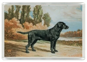 LABRADOR RETRIEVER HUND KUNSTDRUCK NEUHEIT KÜHLSCHRANKMAGNET GESCHENK - Bild 1 von 1