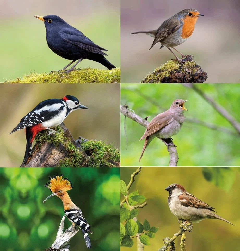 3 D Ansichtskarte Vögel Gartenvögel Postkarte Wackelkarte Hologrammkarte Bild  - Bild 1 von 1