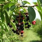 10 Graines de Cerisier Noir, Prunus Serotina, Black Cherry
