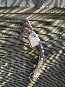 HONDA S2000 AP1 AP2 GENUINE EXHAUST MANIFOLD REMOVED FROM Ap1 AP2 - Picture 1 of 4