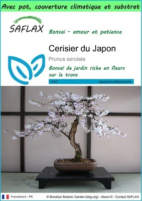SAFLAX - Garden to go - Cerisier du Japon - 30 Graines - Photo 1/4