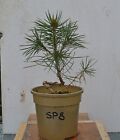 BONSAI SCOTS PINE (SP8) ? 3 YEARS OLD - VERY HEALTHY