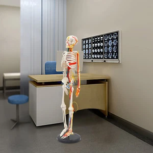 34" Model Skeleton Anatomical Human Anatomy Medical Stand Set For Teaching Model - Picture 1 of 19