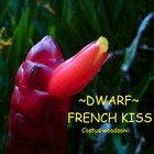 ~DWARF FRENCH KISS~ Costus woodsonii 