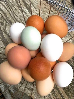 KHANFARM 40 Fresh & Fertile Chicken Hatching Eggs - Assorted Barnyard mix *FANCY BREEDS*
