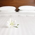 Mitre Comfort Satin Oxford Pillow Case 64 x 90cm in Oatmeal - Poly Cotton - 2pcs