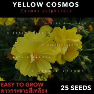 Bright Yellow Cosmos, Cosmos sulphureus, Houseplant Flower Seeds, x 25 Seeds - Picture 1 of 8