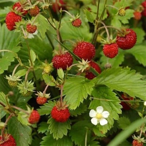 45 Stück Walderdbeeren bewurzelte Jungpflanzen/Ableger winterhart Bodendecker - Bild 1 von 9