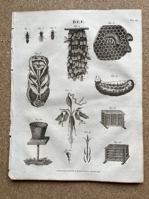 1828 Antique engraving of Bees - Image 1 of 4