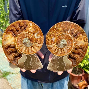 2,55LB Selten! Natürlicher Tentakel Ammonit Fossil Präparat Muschel Heilung Madagaskar - Bild 1 von 16