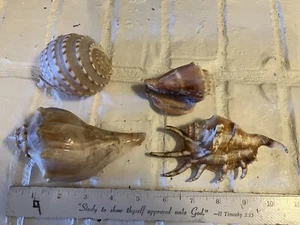 Lot of 4 Large Sea Shells 3.5-5 in Spider Conch, Fighting Conch, Scotch Bonnet - Picture 1 of 17