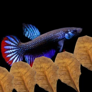 25 Pcs Indian Almond Leaves | Cattapa Ketapang For Fish, Shrimp, Aquarium - Picture 1 of 3