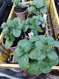 Grapefruit-Minze, Minze Pflanze, Winterhart (Mentha suaveolens x piperita) - Bild 1 von 4