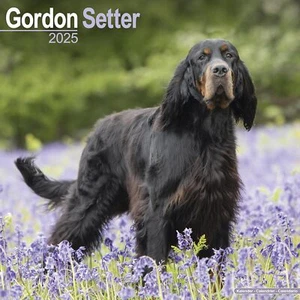 GORDON SETTER - CALENDARIO 2025 - NUEVO - 603505 - Imagen 1 de 2