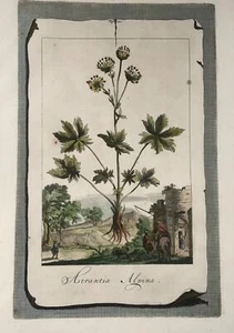1696 Astrantia Alpina, large folio, botany, Abraham Munting, large folio - Picture 1 of 3