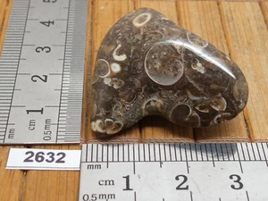 Agate turitelle pierre roulée naturelle importée des USA 14g turitellas jaspis - Picture 1 of 4