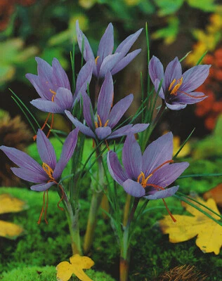 10 Echte Safran Krokusse Crocus Sativus Krokus   Lieferbar ab 9.9. - Bild 1 von 2