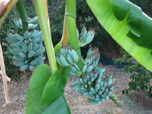 -Musa-ICE CREAM (BLUE JAVA)- Live Banana Tree-SMALL ROOTED STARTER PLANT- - Picture 1 of 8
