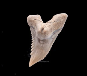 Fine Lee Creek HEMIPRISTIS Fossil Shark Tooth 1.05” 2110 - Picture 1 of 2