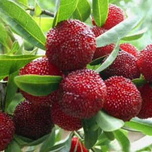 20 Stück/Beutel Rote Lorbeersamen Myrica Rubra Chinesische Erdbeere Bio- ∧ - Picture 1 of 13