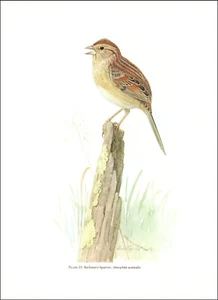 1974 Vintage Print Texas Bird Bachmans Sparrow Birds Nature Home Decor - Picture 1 of 3