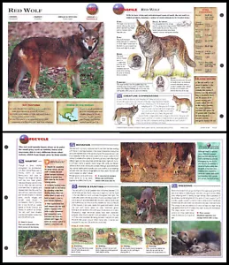 Fold-Out Sheet - Red Wolf - 316 - Picture 1 of 1
