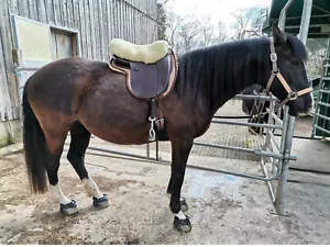 Fodera pelliccia di agnello sella inglese fino a 17,5"", nuova conceria Oechslen - Foto 1 di 3