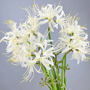 6 Sets 67 CM Lycoris Radiata Artificial Spider Lily Flowers Stonegarlic Clust... - Picture 1 of 8