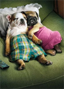 Anniversary Greeting Card - Puppy Love - Picture 1 of 2