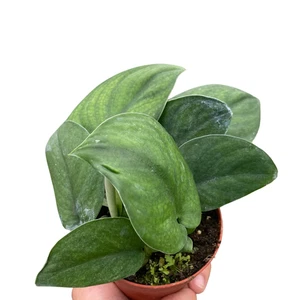 Pothos Jade Satin - Imagen 1 de 4