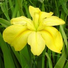 Yellow Iris Tuber Fresh Root X1  pond plant