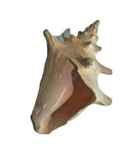 Large 6" Conch Shell Seashell Pink Hue Ocean Beach Seashore Decor Collectible - Picture 1 of 2