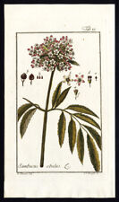 Antique Botanical Print-SAMBUCUS-DANE WEED-DANESBLOOD-DWARF ELDER-Zorn-1796