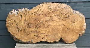 Big Wood Burl Slab with Live Edge Full Trunk Polished 31” x 16” - Picture 1 of 24