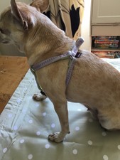 trixie fleece padded harness