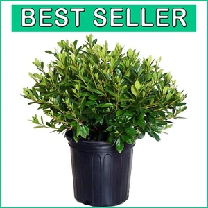 Hardy 'Karen' Azalea Shrub with Mounding Growth & Lavender Flowers - 3-Gallon - Picture 1 of 8