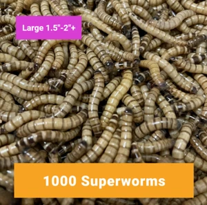 1000 GROSSE SUPERWÜRMER 1,5"-2" - kostenloser Versand, Live-Ankunftsgarantie   - Bild 1 von 2