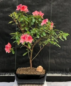 Flowering Tropical Azalea 12"H Indoor Rhododendron Dogwood Great Live Home Decor - Picture 1 of 2