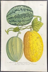 Weinmann - Melón. Grabado mezzotint 723 - 1737 - Imagen 1 de 1